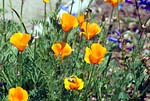 California poppies - s